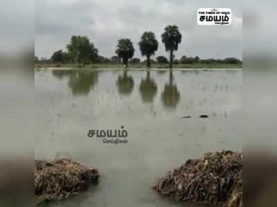 திருவாரூர் அருகே மறுநடவு செய்த பயிர்கள் மழையில் மூழ்கி நாசம்!