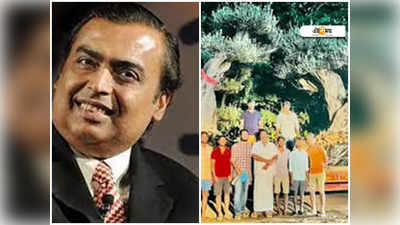 Olive Trees In Ambani House: আম্বানির বাড়িতে 200 বছরের পুরনো অলিভ গাছ! কীভাবে জানেন?