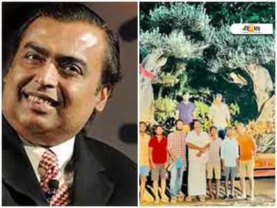 Olive Trees In Ambani House: আম্বানির বাড়িতে 200 বছরের পুরনো অলিভ গাছ! কীভাবে জানেন?