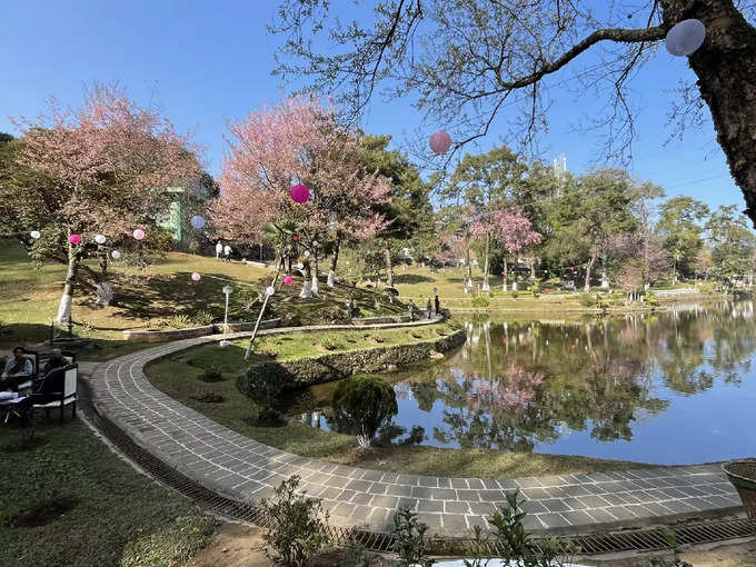 చెర్రీపూల పండుగ (cherry blossom festival)తో ఈ సంవత్సరం షిల్లాంగ్ కొత్త రూపం తెచ్చుకుంది. ప్రస్తుతం ఈ పూలతో ఉన్న దృశ్యాలను సోషల్ మీడియాలో షేర్ చేస్తున్నారు టూరిస్టులు.