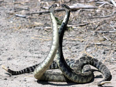 Snake Dance Video : படமெடுத்து டான்ஸ் ஆடிய பாம்புகள்... வைரலாகும் வீடியோ