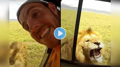 Video: सिंहाला छेडणं पडलं भारी; खिडकी उघडताच राजानं केला हल्ला, अन्…