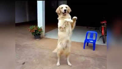 OMG! दोन पायांवर चालणारा कुत्रा पाहिला का? हा व्हिडीओ पाहून व्हाल थक्क