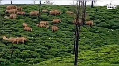 தேயிலை தோட்டத்தில் முகாமிட்டுள்ள யானைகள் கூட்டத்தால் பொது மக்கள் பீதி!