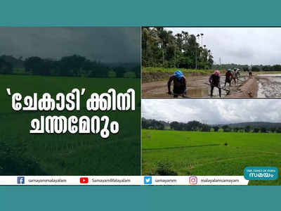 ചേകാടിക്കിനി ചന്തമേറും; സ്ട്രീറ്റ് ടൂറിസം പദ്ധതിയില്‍ ഇടം നേടി വയനാടന്‍ വയല്‍ഗ്രാമം, വീഡിയോ കാണാം