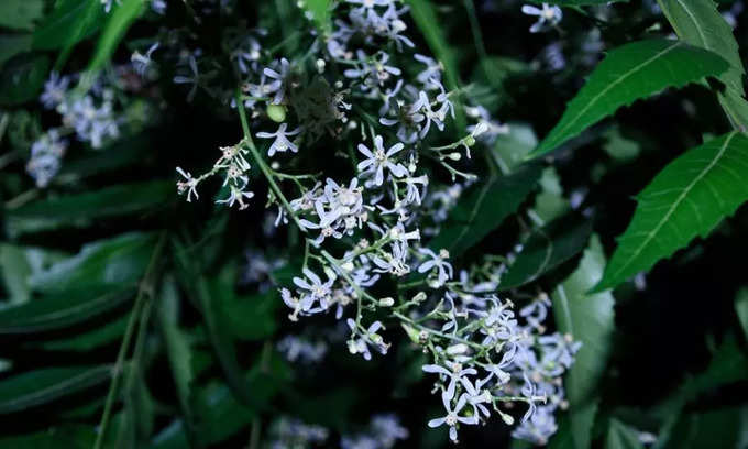 Dandruff Home Remedies:খুশকি দূর করতে চান? পরখ করে দেখুন নিমপাতা...