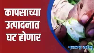 Amravati : पश्चिम विदर्भात यंदाही बोंडअळीचं सावट; शेतकरी धास्तावले