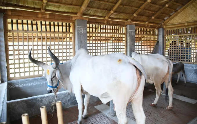 గోశాలలో ఉన్న ఆవులు