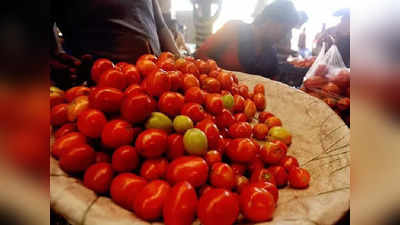 Tomato Price Today: পাইকারি বাজারে টমেটো ₹50, পড়তির দিকে দাম?