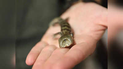 Australian Blue Tongue அதிசய இரட்டை தலை பல்லி...