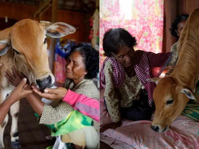 74 साल की महिला ने गाय से की शादी, मानती हैं पति ने लिया है दोबारा जन्म