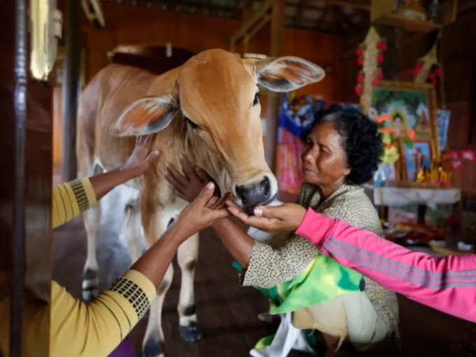 ​പശു ചുംബിച്ചു