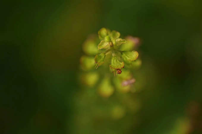 ​ಸೂರ್ಯಗ್ರಹಣದ ನಿಯಮ