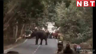 नैनीताल के कालाढूंगी में हाथियों का आतंक, घरों को कर रहे तबाह, देखें वीडियो