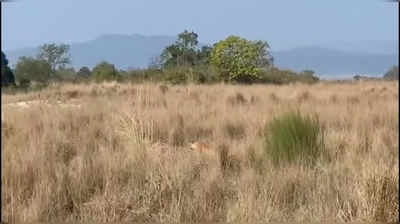 Tiger Video: जिम कॉर्बेट पार्क में भूखे बाघ ने किया शिकार पर हमला, वीडियो वायरल