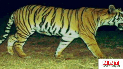 Betul News: जंगल में बाघ की दस्तक, कैमरे में कैद हुईे तस्वीरें, खेत में मिले पैरों के निशान