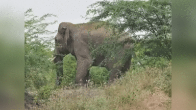 Dadua elephant: कुख्यात डकैत ददुआ के हाथी को मिला नया जीवन, चित्रकूट से गुजरात में अवैध बेचा गया, मध्य प्रदेश पुलिस ने रेस्क्यू कराया, लाया गया दुधवा
