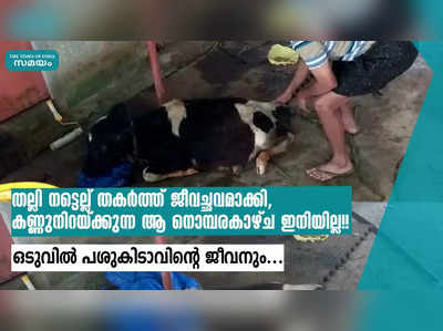 തല്ലി നട്ടെല്ല് തകർത്ത് ജീവച്ഛവമാക്കി, കണ്ണുനിറയ്ക്കുന്ന ആ നൊമ്പരകാഴ്ച ഇനിയില്ല!! ഒടുവിൽ പശുകിടാവിന്‍റെ ജീവനും...