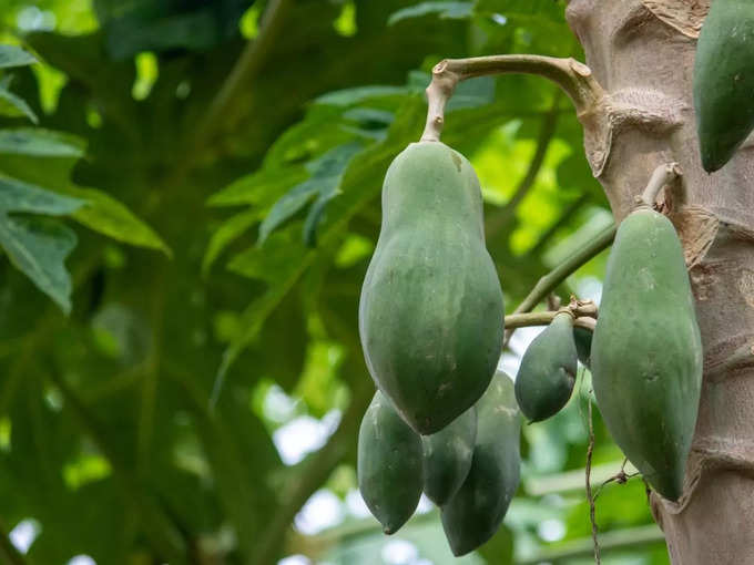 ಪರಂಗಿ ಮರದ ಹಸಿ ಎಲೆಗಳು