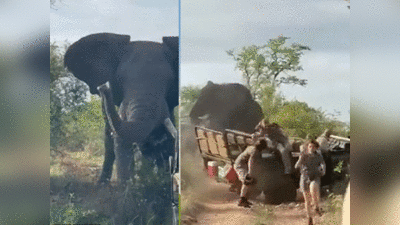 वीडियो: हथिनी के लिए मतवाले 13 फुट लंबे हाथी ने पलटी जीप, जान बचाकर भागीं छात्राएं