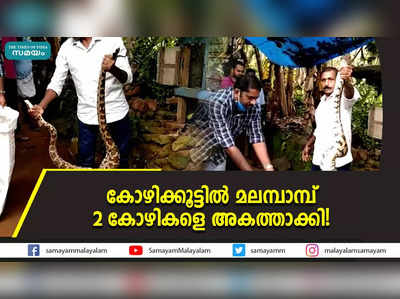 കോഴിക്കൂട്ടിൽ മലമ്പാമ്പ്; 2 കോഴികളെ അകത്താക്കി!