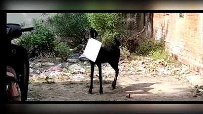 Kanpur News: कानपुर क्षेत्र पंचायत कार्यालय में बकरी विकास कार्यों की फाइल मुंह में दाब घूमती रही... पीछे-पीछे भागते रहे कर्मचारी