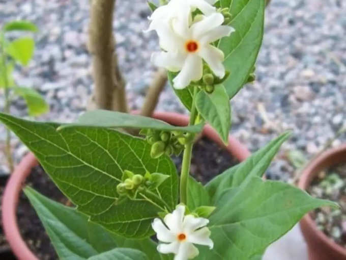 ​ಪಾರಿಜಾತ ನೆಡುವ ದಿಕ್ಕು