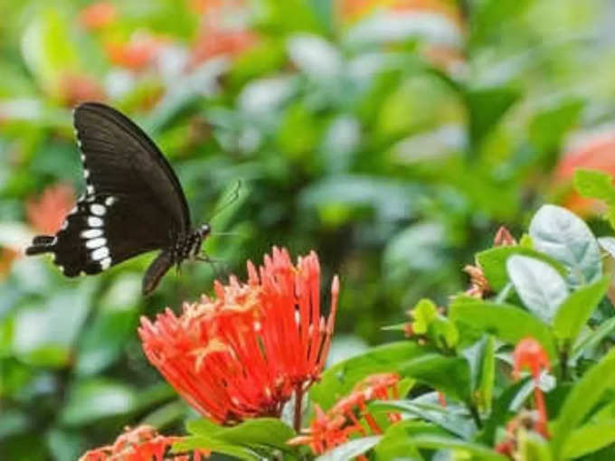 ​ಈ ದಿಕ್ಕಿನಲ್ಲಿ ಗಿಡ ನೆಡಬೇಡಿ