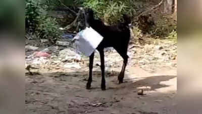 कानपुर: बकरी सरकारी दफ्तर से फाइल लेकर भागी, कर्मचारी पीछे-पीछे दौड़ता दिखा