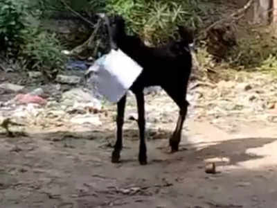 कानपुर: बकरी सरकारी दफ्तर से फाइल लेकर भागी, कर्मचारी पीछे-पीछे दौड़ता दिखा