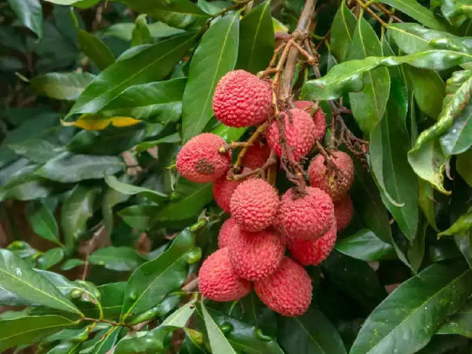 ​ಲಿಚಿ ಹಣ್ಣು