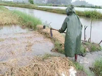 ಮುಂದುವರಿದ ಅಕಾಲಿಕ ಮಳೆ: ಪರಿಹಾರ ನೀಡಬೇಕಿದ್ದ ಬೆಳೆ ವಿಮೆ ಕಂಪನಿಗಳು ನಾಪತ್ತೆ!