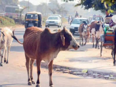 UP Assembly Elections: UP में इस बार आवारा सांड बनेंगे चुनावी मुद्दा? अखिलेश यादव हमलावर, मगर जनता की क्या है राय?