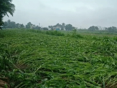 अवकाळी पावसाचा शेतकऱ्यांना दुहेरी मार; कुठे मेंढ्या तर कुठे गायी दगावल्या!