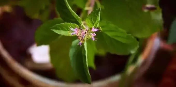 Indoor Plants: রোগ সারাতে হাতের কাছেই ওষুধ, বাড়ির টবে লাগান এই গাছগুলি