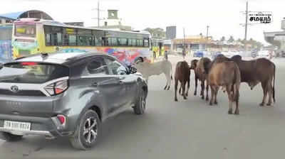 போக்குவரத்துக்கு இடையூறாக இருந்த மாடுகள்; மாநகராட்சி அதிகாரிகள் கைது செய்தனர்!