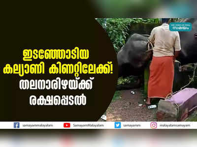 ഇടഞ്ഞോടിയ കല്യാണി കിണറ്റിലേക്ക്! തലനാരിഴയ്ക്ക് രക്ഷപ്പെടൽ