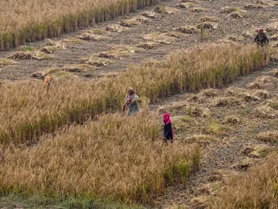 ফসল বাঁচাতে তৈরি বাংলা