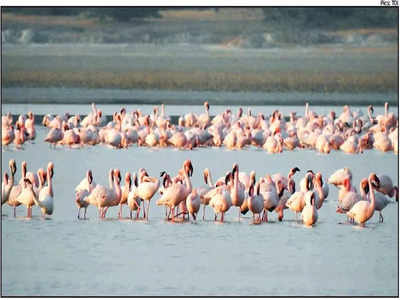 परदेशी पक्ष्यांचे भरले संमेलन