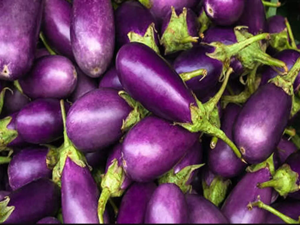 brinjal