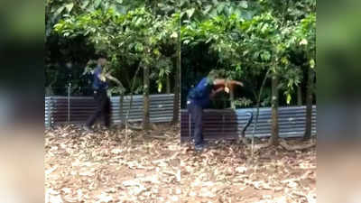 वीडियो: किंग कोबरा को पकड़ रहा था शख्स, लेकिन वो अटैक मोड में आ गया