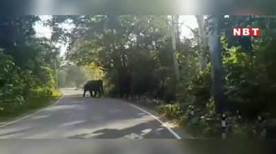 सड़क पर पहुंचा हाथियों का झुंड, चारों ओर लग गई गाड़ि‍यों की लंबी कतार