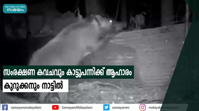 സംരക്ഷണ കവചവും കാട്ടുപന്നിക്ക് ആഹാരം  കുറുക്കനും നാട്ടില്‍