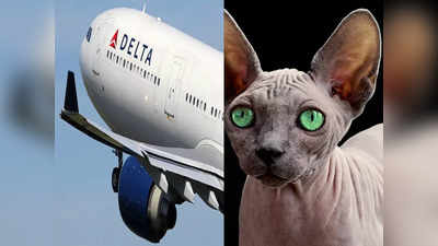 Delta Airlines : நடுவானில் பூனைக்கு தாய்பால் கொடுத்த பெண்...