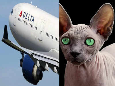 Delta Airlines : நடுவானில் பூனைக்கு தாய்பால் கொடுத்த பெண்...