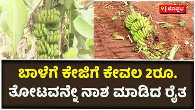 ಬಾಳೆಗೆ ಕೆಜಿಗೆ ಕೇವಲ 2 ರೂ.:  ತಾನೇ ಬೆಳೆದ ಬಾಳೆ ತೋಟವನ್ನು ನಾಶ ಮಾಡಿದ ಕೊಪ್ಪಳದ ರೈತ