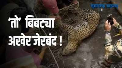 Ahmednagar : श्रीरामपूर शहरात धुमाकूळ घालणारा बिबट्या अखेर जेरबंद