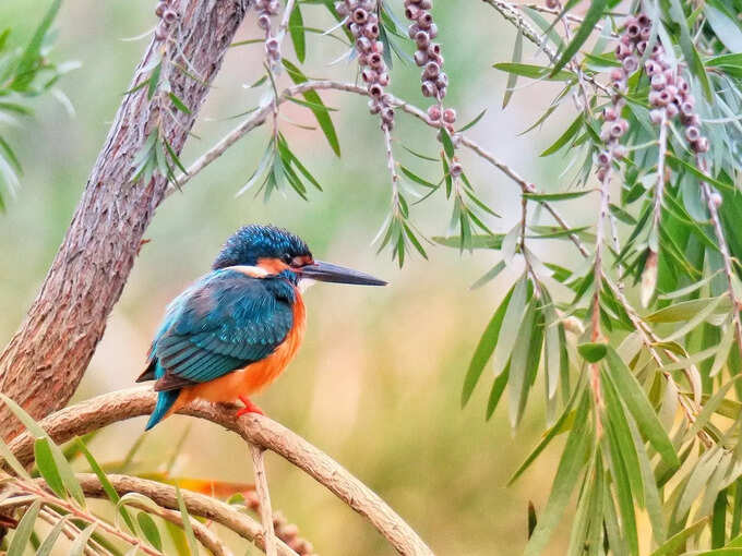 केलादेव घाना राष्ट्रीय उद्यान, राजस्थान - Keoladeo Ghana National Park, Rajasthan in Hindi