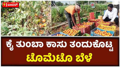 ಕೈ ತುಂಬಾ ಕಾಸು ತಂದುಕೊಟ್ಟ ಟೊಮೆಟೊ ಬೆಳೆ: ಅಕಾಲಿಕ ಮಳೆ ನಡುವೆಯೂ ಉತ್ತಮ ಫಸಲು ಪಡೆದ ಬೀದರ್‌ನ ರೈತ