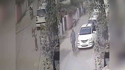 Sultanpur News: लग्जरी कार बुक करके बकरियां चोरी करने आए चोर, CCTV कैमरे में कैद हुई वारदात